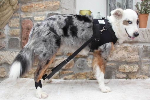 FlexiPander: Hunde Trainingshilfe